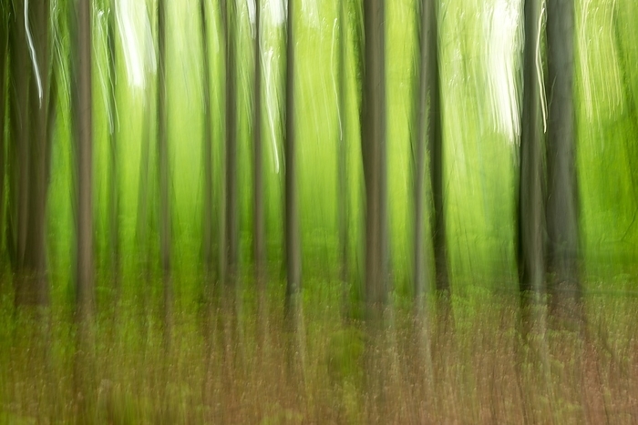Deciduous forest in spring abstract, copper beech (Fagus sylvatica) in May, may green, wipe effect, Lower Saxony, Germany, Europe, by Carola Vahldiek