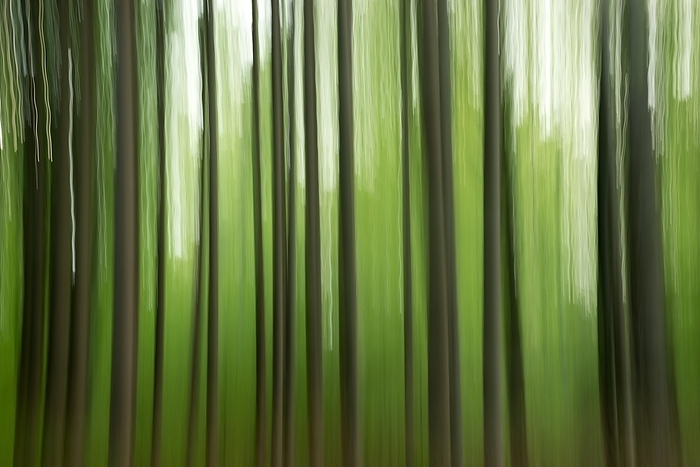 Abstract image of a forest with motion blur, creating a calm and mysterious atmosphere, deciduous forest in spring, copper beeches (Fagus sylvatica) in May, may green, wipe effect, Lower Saxony, Germany, Europe, by Carola Vahldiek
