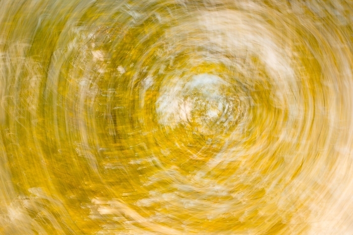 Deciduous forest in autumn abstract, treetops of Norway maple (Acer platanoides) or Norway maple with yellow autumn leaves, circle wipe effect, abstract, Lüneburg Heath, Lower Saxony, Germany, Europe, by Carola Vahldiek