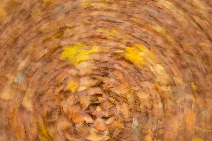 Yellow maple (Acer) and brown coloured leaves of copper beech (Fagus sylvatica) and on the forest floor, autumn leaves, circle wipe effect, abstract, Lüneburg Heath, Lower Saxony, Germany, Europe, by Carola Vahldiek