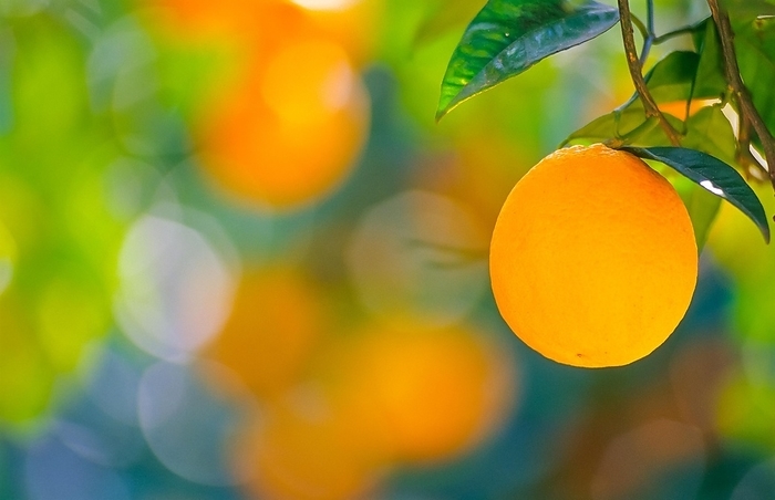 Close-up of a ripe orange on a tree, orange tree (Citrus × sinensis L.) with green leaves, blurred background, Soller Valley, Biniaraix, Majorca, Spain Europe, by Carola Vahldiek