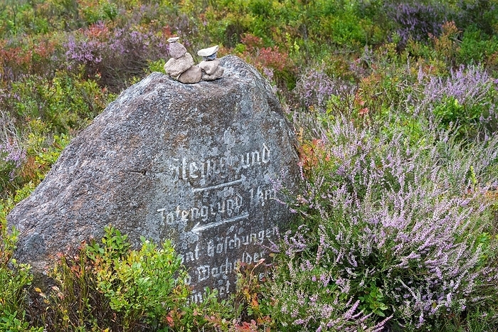 Signpost stone with references to the Steingrund and the Totengrund, boulder, overgrown with lichen, surrounded by flowering heather or common heather (Calluna vulgaris) and european blueberry (Vaccinium myrtillus), cairn, waymark, Lüneburg Heath nature park Park, Lower Saxony, Germany, Europe, by Carola Vahldiek