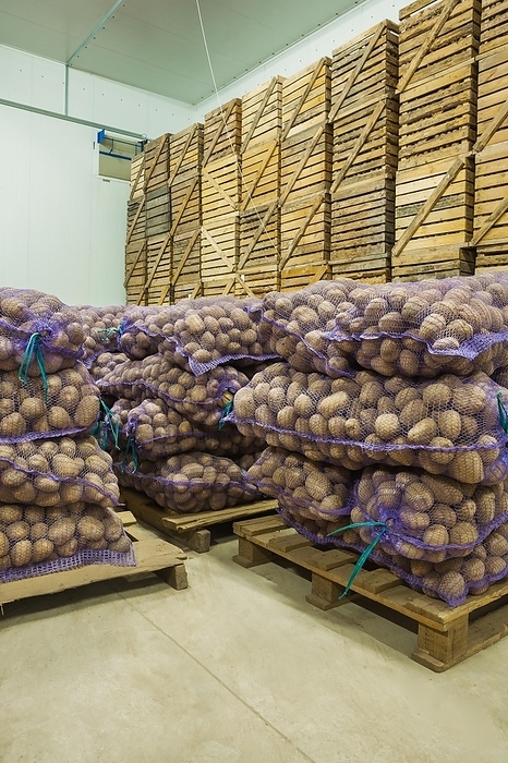 Close up view on bags of potato in storage house, by Dzmitri Mikhaltsow