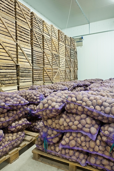Potato in storage house, by Dzmitri Mikhaltsow