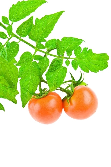 Tomato with foliage of tomato, by Dzmitri Mikhaltsow