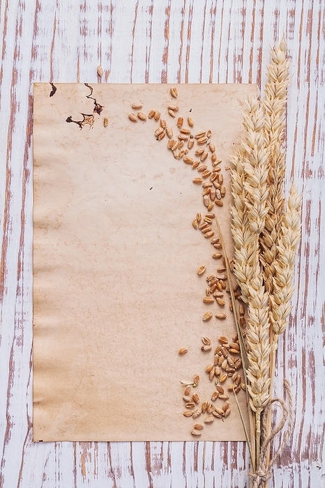 Wheat ears and corns on sheet of paper old wooden board with copyspace for your text, by Dzmitri Mikhaltsow