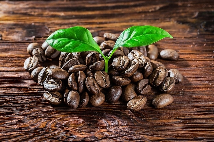 Coffee beans and leaves on old wood, by Dzmitri Mikhaltsow