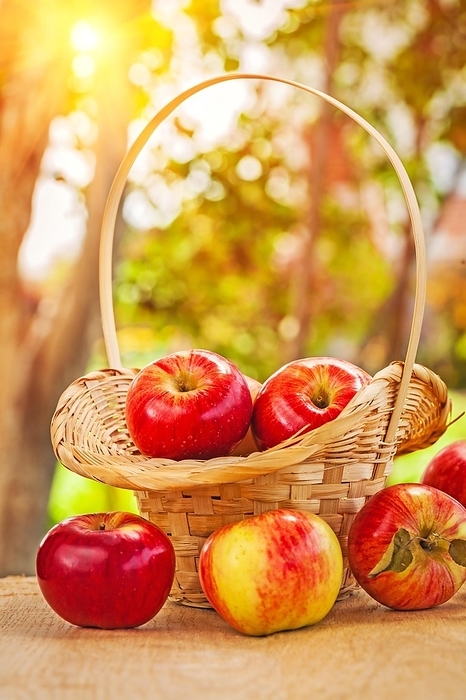 Fresh ripe apples in wicker baskets and on wooden tables in the garden, by Dzmitri Mikhaltsow