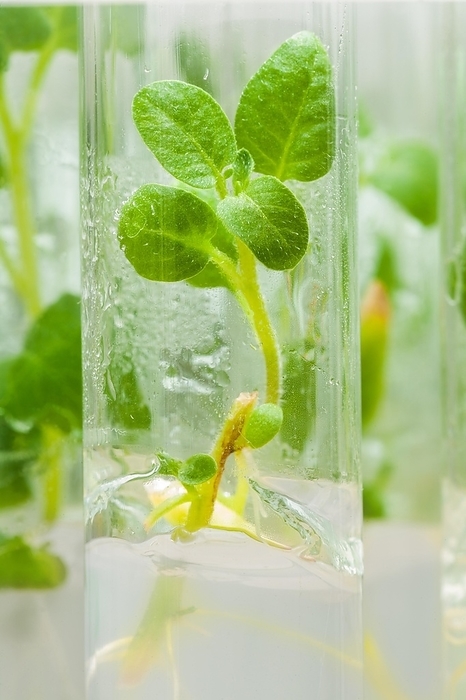 Macro image of a potato plant in a laboratory tube with culture medium, by Dzmitri Mikhaltsow