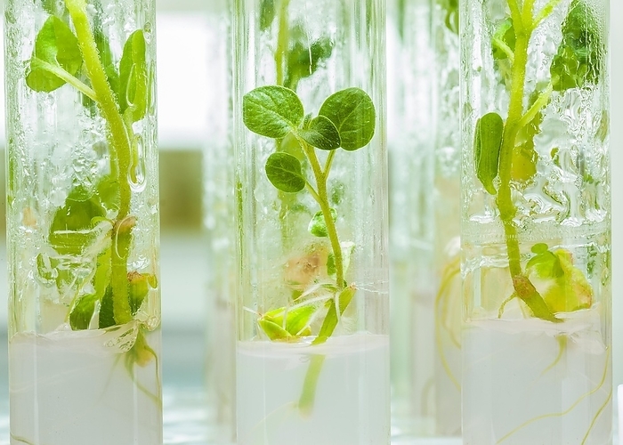 Macro photography of potato plants in laboratory tubes with culture medium, by Dzmitri Mikhaltsow