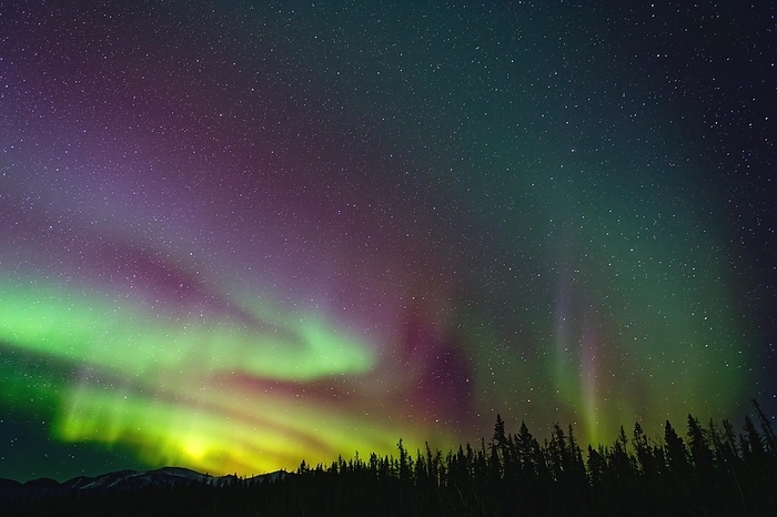 Northern lights (Aurora borealis) in different colours, starry sky, wintry forest landscape in front, Yukon Territory, Canada, North America, by Gerhard Kraus
