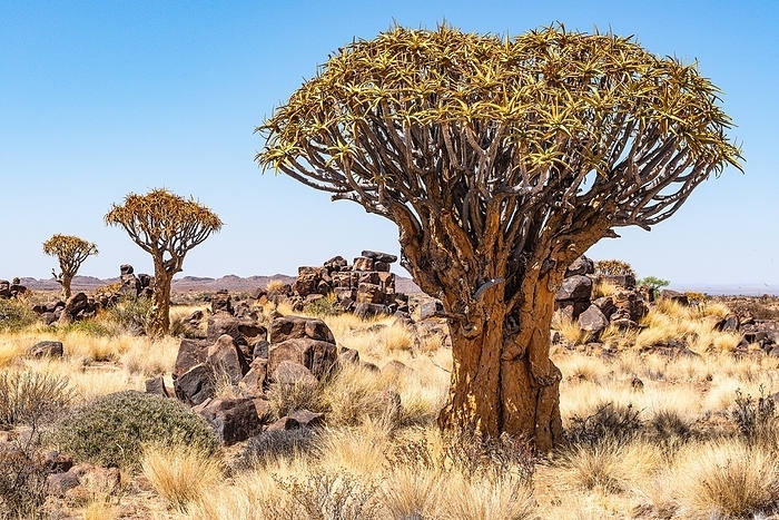 Quiver tree (Aloe dichotoma), B1, Keetmanshoop, Namibia, Africa, by Horst Mahr