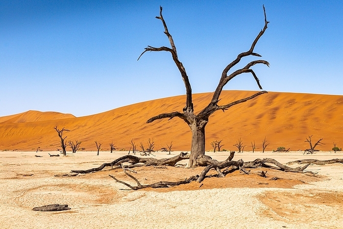 Dead camelthorn tree (Vachellia erioloba) in front of red sand dunes, Deadvlei, Namib Naukluft Park, Namib Desert, Sesriem, Namibia, Africa, by Horst Mahr
