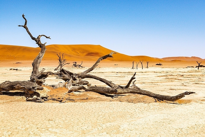 Dead camelthorn tree (Vachellia erioloba) in front of red sand dunes, Deadvlei, Namib Naukluft Park, Namib Desert, Sesriem, Namibia, Africa, by Horst Mahr