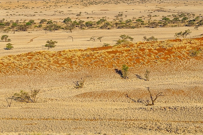 Desert landscape, Namib Desert Lodge, road C19 near Solitaire, Namibia, Africa, by Horst Mahr