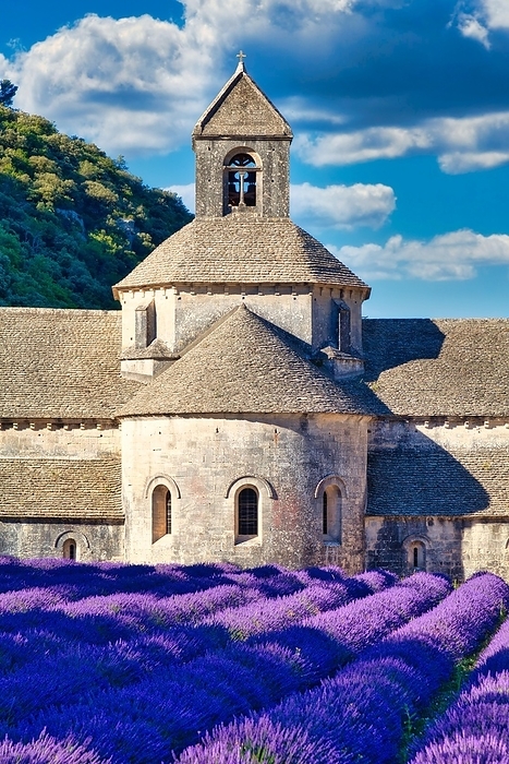 Cistercian Abbey Abbaye Notre-Dame de Sénanque, with lavender field, Vaucluse, Provence, Provence-Alpes-Côte d'Azur, France, Europe, by Hartmut Albert