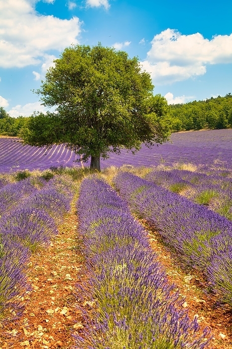Tree in lavender field, Luberon, Vaucluse department in the Provence-Alpes-Côte d'Azur region, Provence, France, Europe, by Hartmut Albert