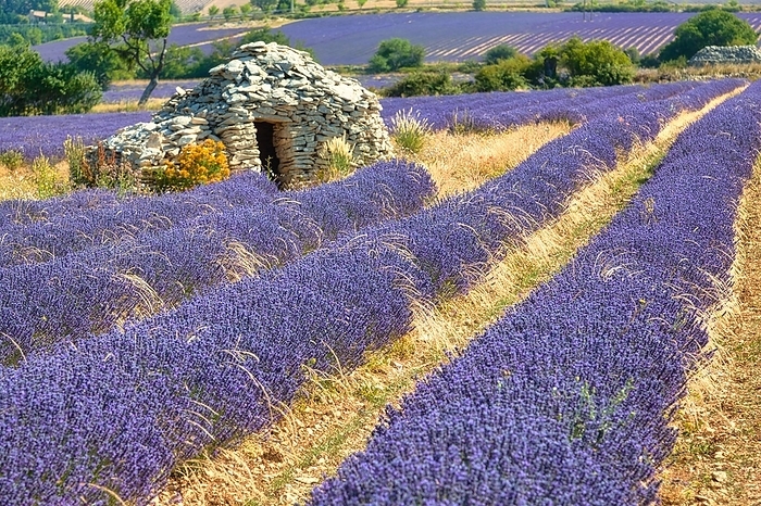 Borie on lavender field, Luberon, Département Vaucluse in the region Provence-Alpes-Côte d'Azur, Provence, France, Europe, by Hartmut Albert