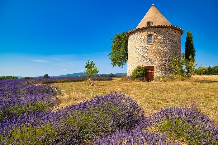 Tower on lavender field, Luberon, Département Vaucluse in the region Provence-Alpes-Côte d'Azur, Provence, France, Europe, by Hartmut Albert
