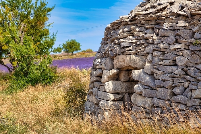 Borie on lavender field, Luberon, Département Vaucluse in the region Provence-Alpes-Côte d'Azur, Provence, France, Europe, by Hartmut Albert