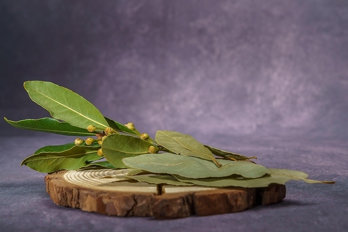 Bay leaves, dry and fresh on a wooden disk, by jose hernandez antona