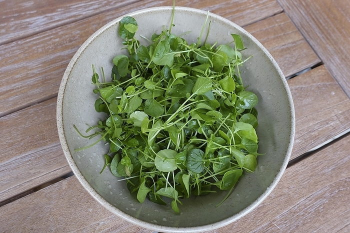 Watercress (Nasturtium officinale), fresh cress for the preparation of a cress soup, bowl, bowl on wooden board, Swabian cuisine, hearty soup, vegetarian, healthy, salty, typical Swabian reinterpreted, traditional cuisine, food photography, studio, Germany, Europe, by Katharina Hild