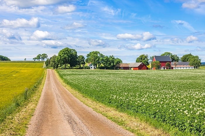 Gravel road to a farm in the country by a blooming potato field in Sweden, by Lars Johansson