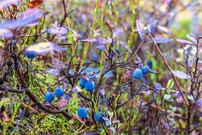 Ripe blueberries in the forest in autumn in Sweden, by Lars Johansson