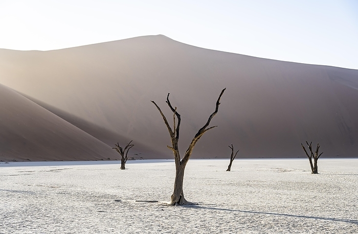 Dead camelthorn trees (Acacia erioloba) in Deadvlei, behind huge red sand dune Daddy Dune, atmospheric in the morning light, Sossusvlei, Namib Desert, Namib-Naukluft National Park, Namibia, Africa, by Mara Brandl