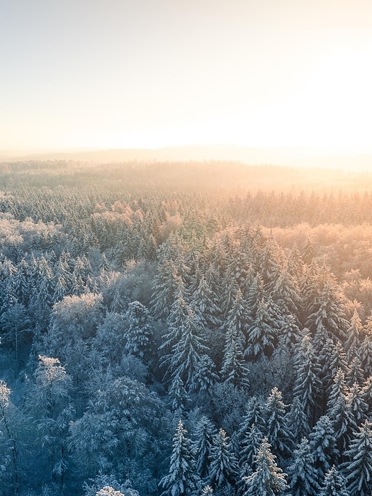 Winter forest from above at sunrise with soft light, Dobel, aerial view, Black Forest, Germany, Europe, by Manuel Kamuf