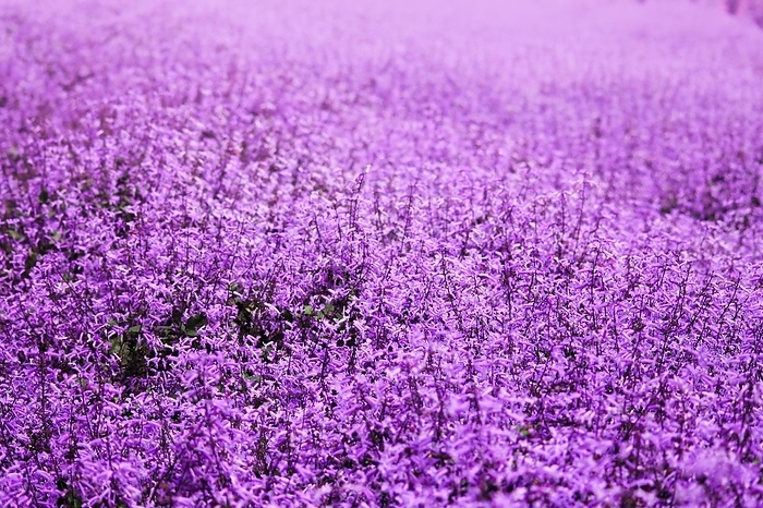 Close up of a field full of blooming purple lavender flowers, by MartinxMarie