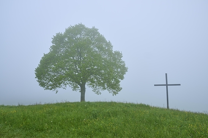A lonely tree and cross on a misty hill, surrounded by greenery and silence, spring, Menzingen, Prealps, Zug, Canton Zug, Switzerland, Europe, by Raimund Linke