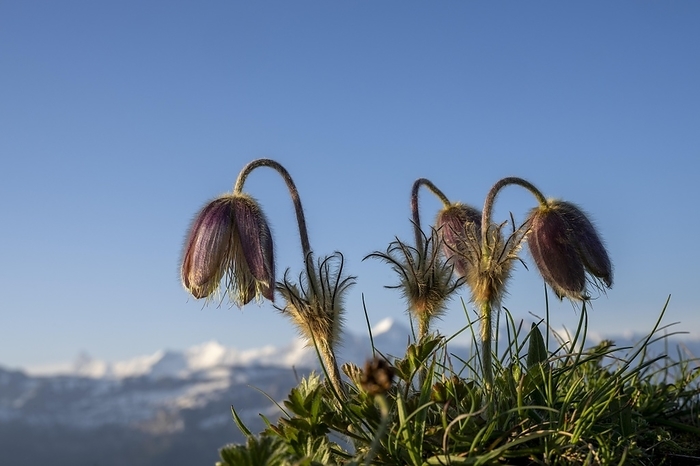 Alpine pasqueflower (Pulsatilla alpina) with the Bernese Alps in the background, Interlaken, Bernese Oberland, Switzerland, Europe, by Robert Seitz