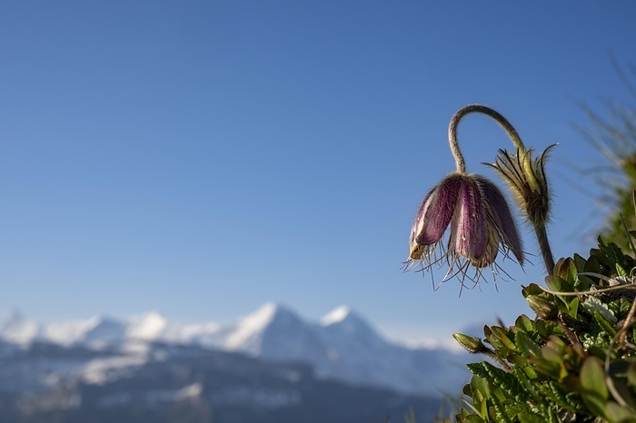 Alpine pasqueflower (Pulsatilla alpina) with the Bernese Alps in the background, Interlaken, Bernese Oberland, Switzerland, Europe, by Robert Seitz