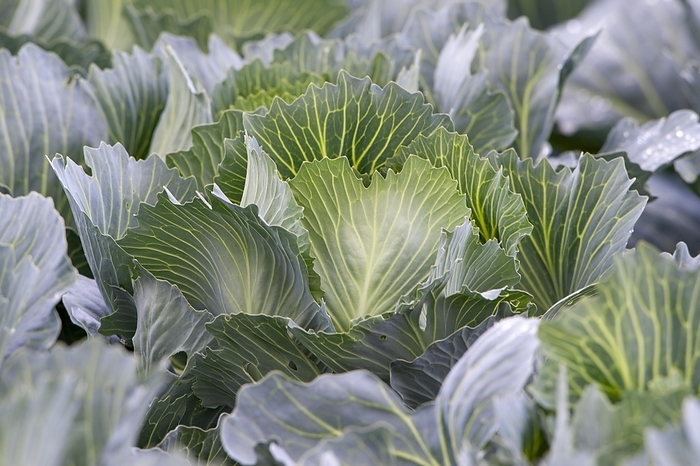 White cabbage, close-up, field, Baden-Württemberg, Germany, Europe, by Lilly
