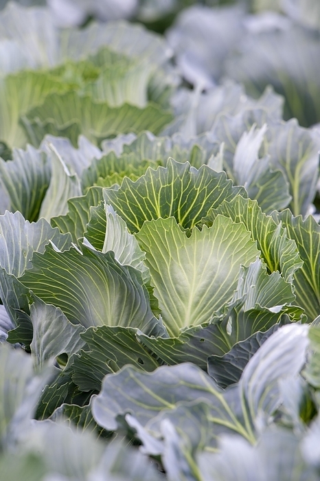 White cabbage, close-up, field, Baden-Württemberg, Germany, Europe, by Lilly