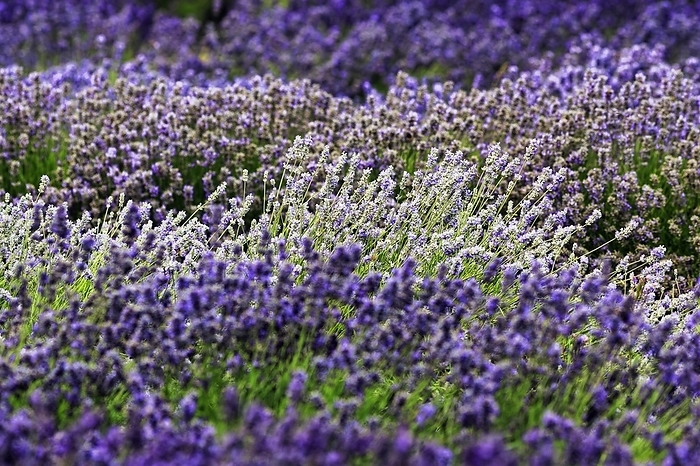 Lavender (Lavandula angustifolia) flower, lavender field, different varieties on a farm, Cotswolds lavender, close-up, Snowshill, Gloucestershire, England, United Kingdom, Europe, by Angela to Roxel