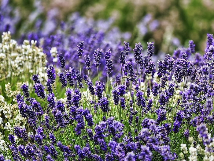Lavender flower, lavender field, different varieties on a farm, blue (Lavandula angustifolia) and white Cotswolds lavender, close-up, Snowshill, Gloucestershire, England, United Kingdom, Europe, by Angela to Roxel