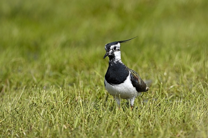 Northern lapwing (Vanellus vanellus), in a wet meadow, Dümmer, Lower Saxony, Germany, Europe, by Christof Wermter