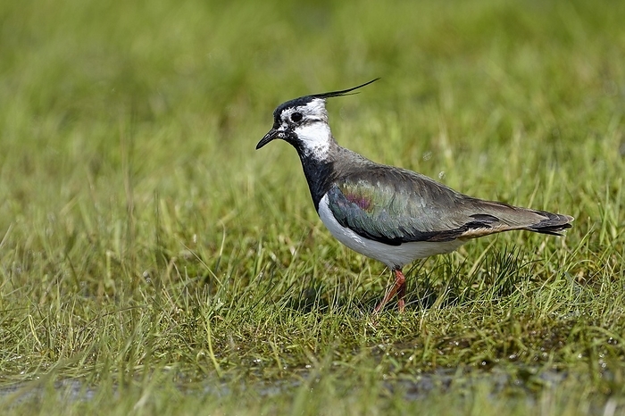 Northern lapwing (Vanellus vanellus), foraging in a wet meadow, Dümmer, Lower Saxony, Germany, Europe, by Christof Wermter