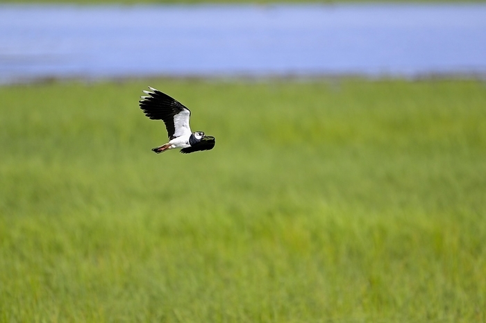 Northern lapwing (Vanellus vanellus), in flight, over a wet meadow, Dümmer, Lower Saxony, Germany, Europe, by Christof Wermter