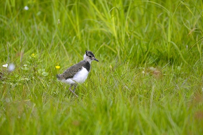 Northern lapwing (Vanellus vanellus), young bird, in a wet meadow, Dümmer, Lower Saxony, Germany, Europe, by Christof Wermter