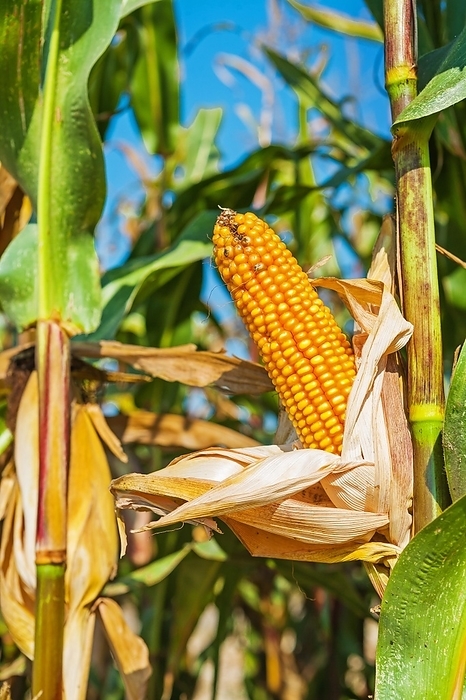 Corn on the cob up close, by Dzmitri Mikhaltsow