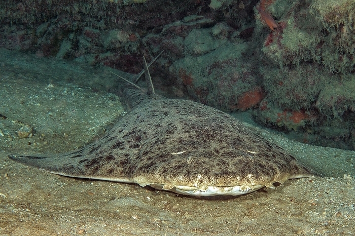 Photograph of monkfish (Squatina squatina) lying on sandy seabed in shadow of reef wall rock reef, East Atlantic, Fuerteventura, Canary Islands, Spain, Europe, by Frank Schneider