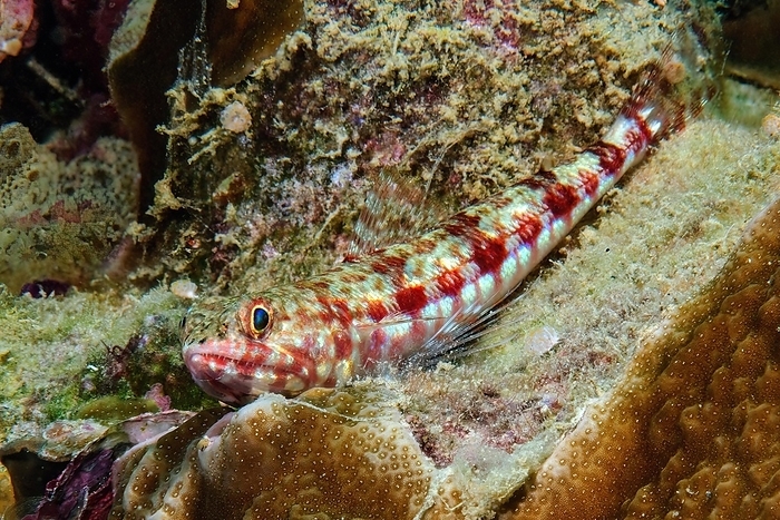 Variegated lizardfish (Synodus variegatus) lies between stony corals (Acropora) in coral reef, West Pacific, Pacific Ocean, Yap Island, Yap State, FSM Federated States of Micronesia, by Frank Schneider