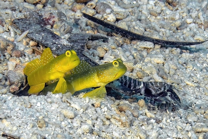 Close-up of symbiotic behaviour of pair of yellow prawn-goby (Cryptocentrus cinctus) and marbled crab (Alpheus rapax) sitting on sandy bottom in front of common burrow, Pacific Ocean, Yap Island, Yap State, Caroline Islands, FSM, Federated States of Micronesia, by Frank Schneider