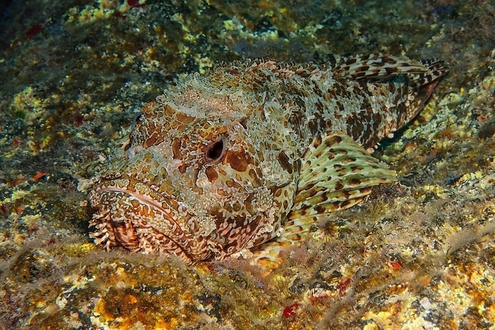 Red scorpionfish (Scorpaena scrofa) lies with perfect camouflage well camouflaged on rocks rocky ground lurking for prey, Atlantic Ocean, Macaronesian Archipelago, Eastern Atlantic, Fuerteventura, Canary Islands, Spain, Europe, by Frank Schneider
