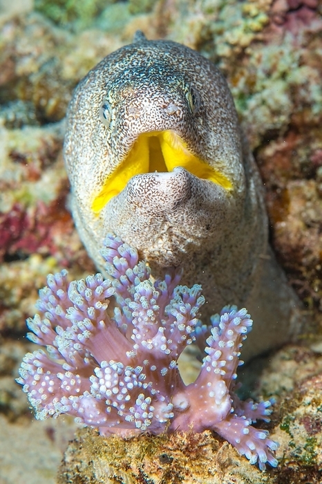 Close-up of yellow-mouthed moray eel Moray eel (Gymnothorax griseus) Yellow-mouthed moray eel looks directly at observer with threatening gesture opens mouth, in the foreground small leather coral (Lobophytum), Indian Ocean, Mascarene Islands, Mauritius, Africa, by Frank Schneider