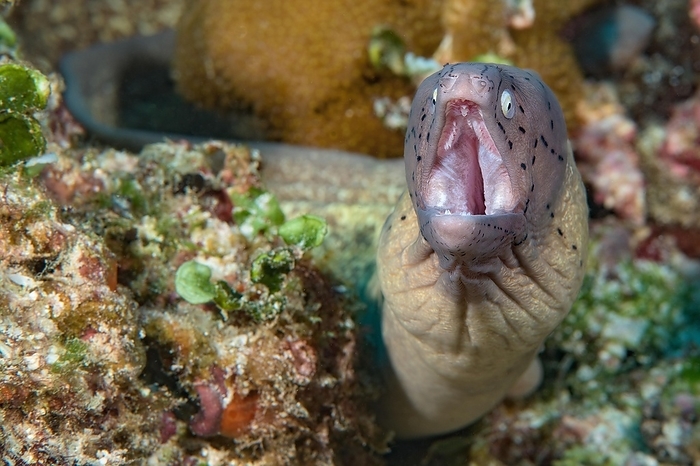 Close-up of small moray eel species geometric moray (Gymnothorax griseus) White moray eel looks directly at observer with threatening gesture opens mouth, Indian Ocean, Mascarene Islands, Mauritius, Africa, by Frank Schneider
