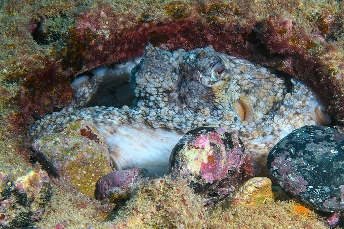 Common octopus (Octopus vulgaris) intelligent eight-armed common octopus hides in small hole in rocky reef holds rocks for cover with tentacles, East Atlantic, Macaronesian Archipelago, Fuerteventura, Canary Islands, Spain, Europe, by Frank Schneider
